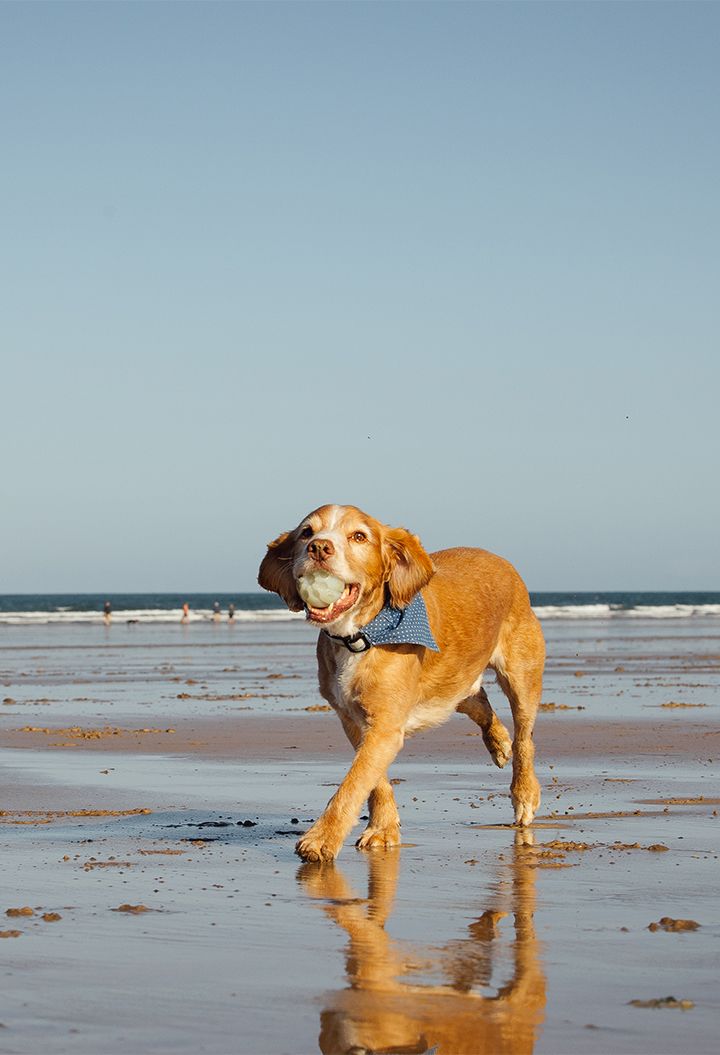 A dog walking on the beach with a ball