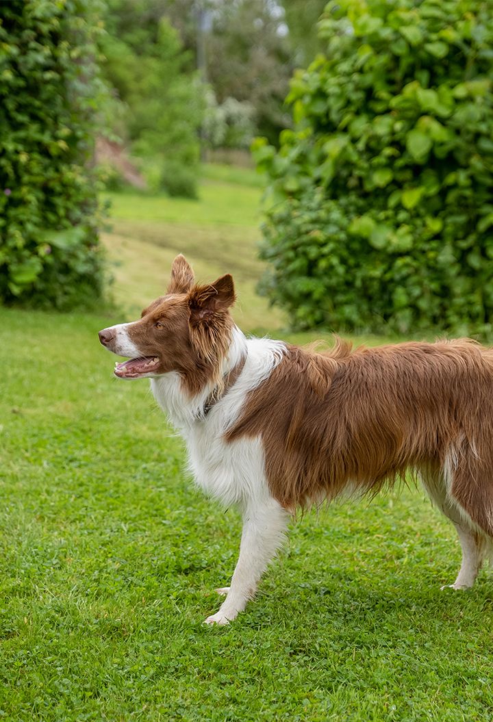 Happy dog on the grass 