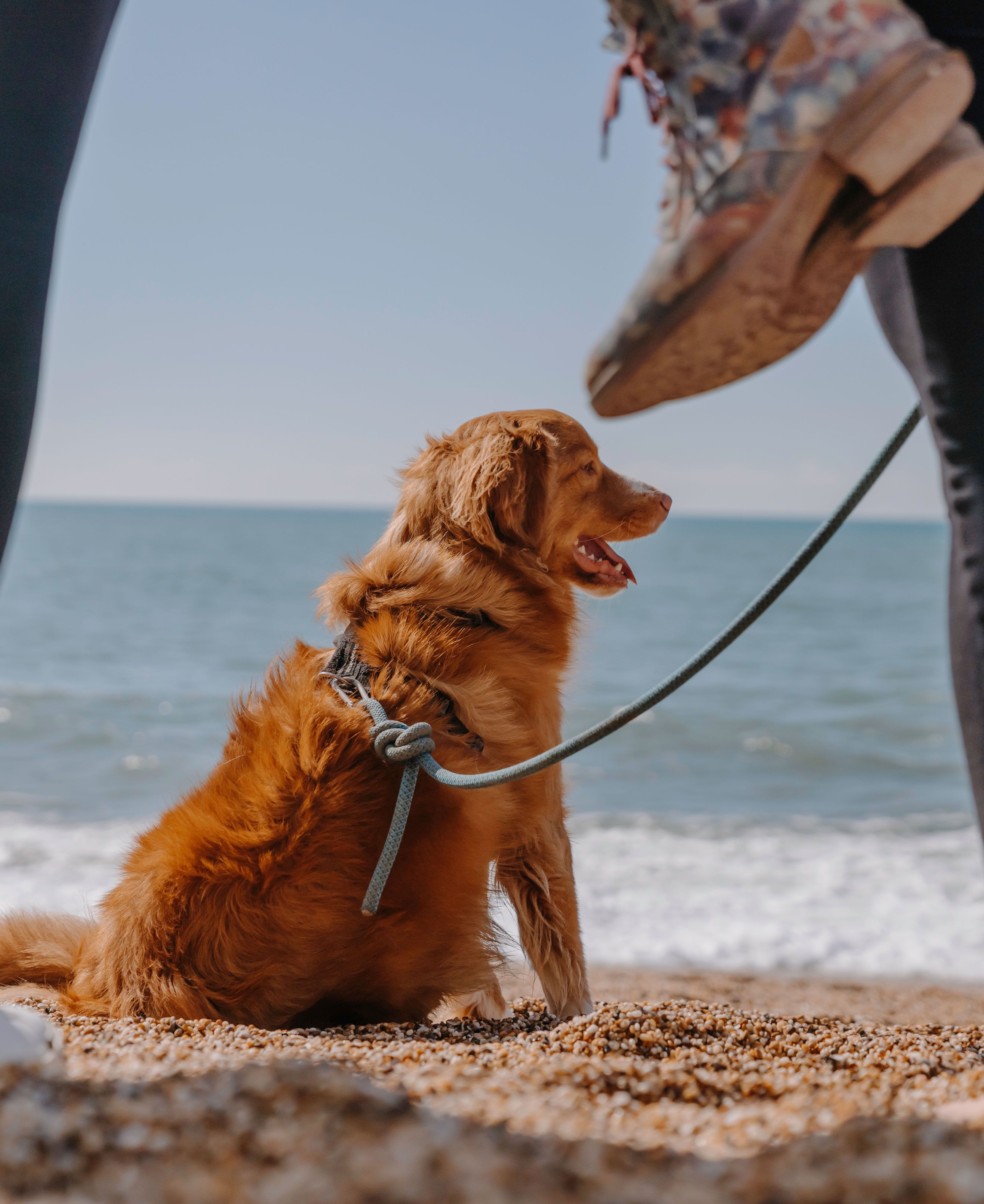 Dog sitting on the beach