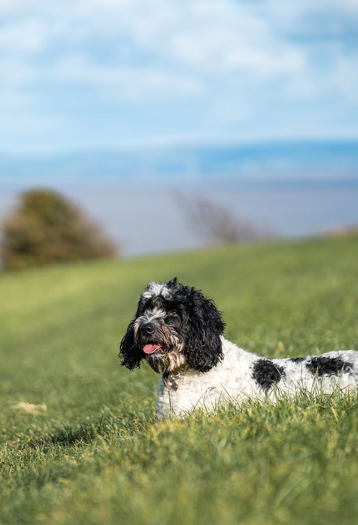 Dog laying in the grass 