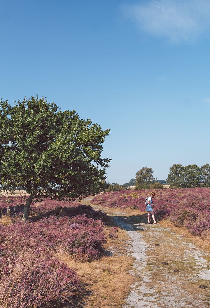 Person walking within purple flowers 